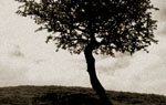 Lonely tree, Troller's Gill