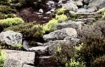 Steps to Simon's Seat