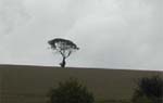 Lonely overcast tree